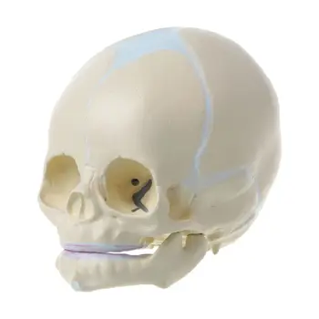 1: 1 Cilvēka Embrija Bērnu Zīdaiņu Medicīnas Galvaskausa Anatomijas Skelets Modeļa Mācību Su D5QC
