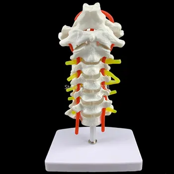 Cilvēka Anatomijas Modelis Kakla Skriemeļa Modeli, Mugurkaula Kakla daļas ar Kakla Artēriju Occipital Kaulu Disku un Nervu Modeli, 18 x 13 x 8cm