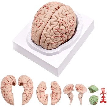 Cilvēka Smadzeņu Modelis,Dzīves Izmēra Cilvēka Smadzeņu Anatomija Modelis Ar Displeju Bāzes, Zinātnes Klasē Studēt & Mācīšanas Displejs