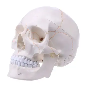 Dzīves Izmēra Cilvēka Galvaskausa Modeli, Anatomijas Anatomija Medicīnas Mācību Skeletu, Hea