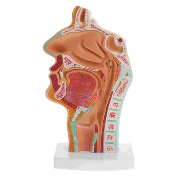 Modelis Deguna Anatomija Anatomisko Cilvēka Galvas, Kakla, Deguna Ārsta Mācību Dobumā Studiju Zinātnisko Mutes Pusi Rīkles Sadaļā Mod