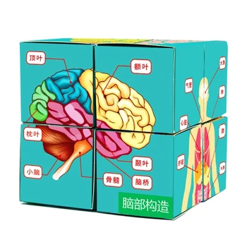 Zinātņu Klases Demonstrēšanas Instruments, Cilvēka Anatomija Parādīt Cilvēka Ķermeņa Orgānu Cube D5QC