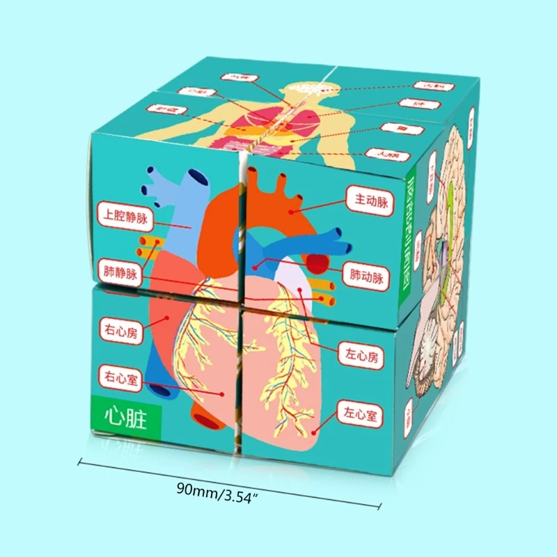 Zinātņu Klases Demonstrēšanas Instruments, Cilvēka Anatomija Parādīt Cilvēka Ķermeņa Orgānu Cube D5QC